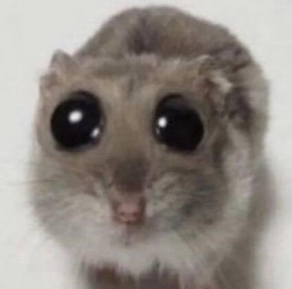 hamster with sad-looking bug eyes