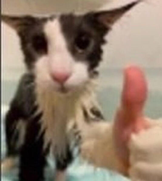 cat with a human hand giving a thumbs up